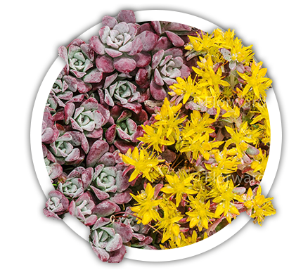 Очиток лопатчатолистий / Sedum spathulifolium